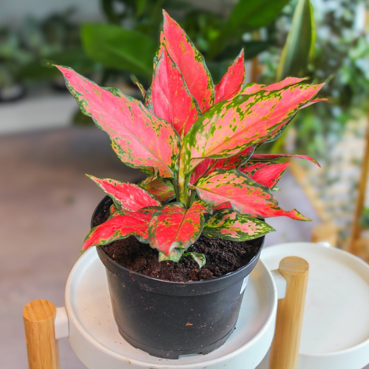 6IN - Aglaonema A028 | Pita's Planters
