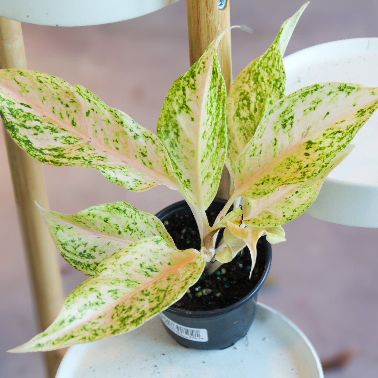4in Aglaonema White Snow Dream