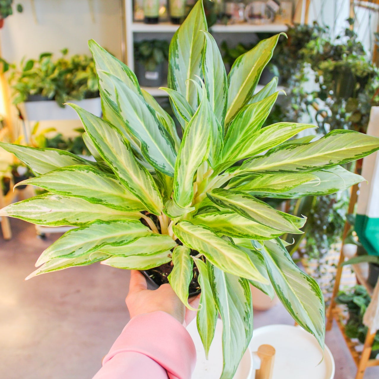 6IN - Aglaonema Hybrid #10