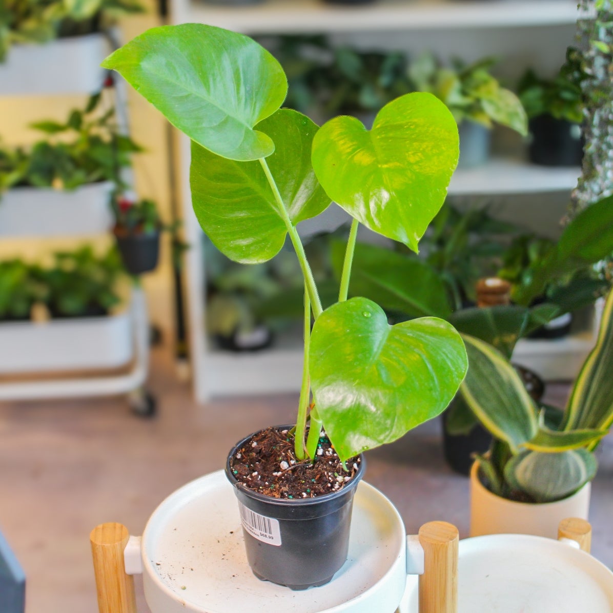 4IN Monstera Sierrana Hawaiian